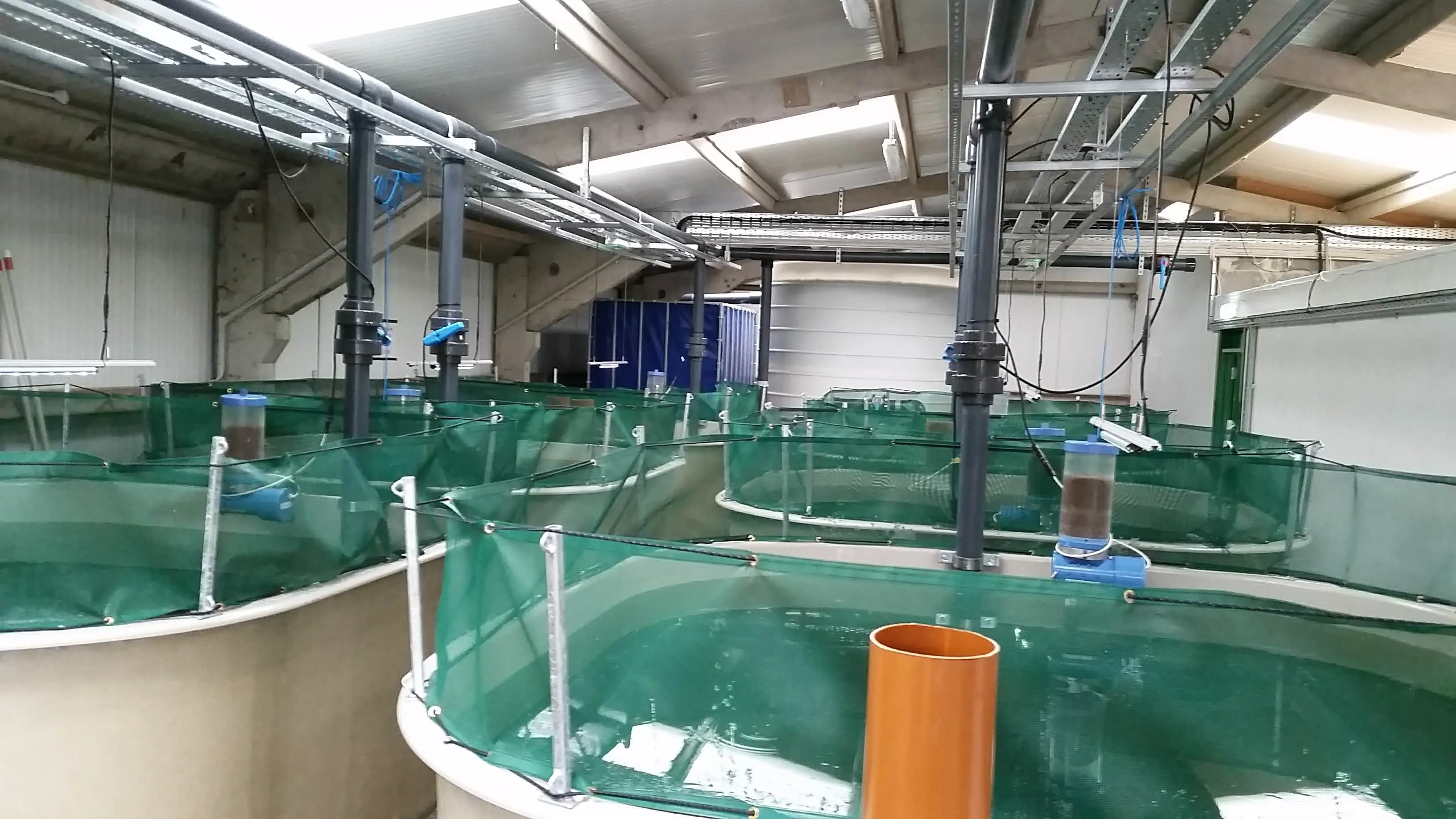 Aquaculture production tanks in Abu Dhabi
